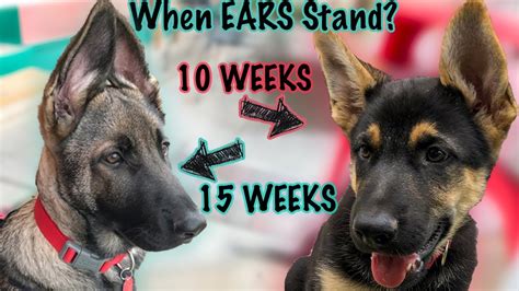 Do German Shepherd Ears Stand Up Naturally