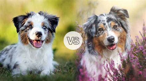 The Definitive Breed Standard Comparison In Photos For Australian