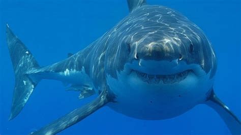 The 5 Most Dangerous Shark Species Roaring Earth