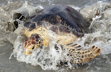Endangered 160 Pound Green Sea Turtle With Fishing Hook Lodged Near