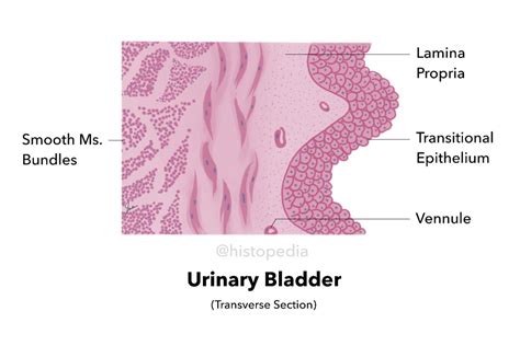Simplified Histology Diagram Of Urinary Bladder Cross Sectional View