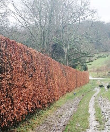 Green Copper Beech Garden Hedge Plants Semi Evergreen Hedging Bare Root