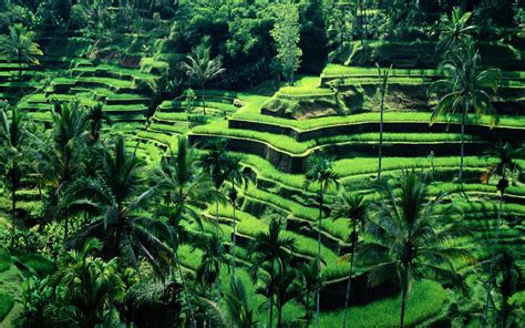 Terraced Field Bali Indonesia Hd Wallpapers Desktop