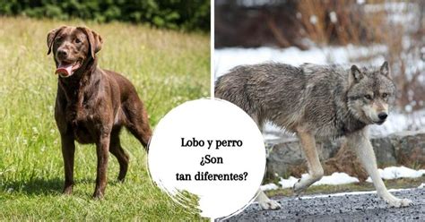 Lobo Y Perro ¿son Realmente Tan Diferentes ¿pueden Reproducirse