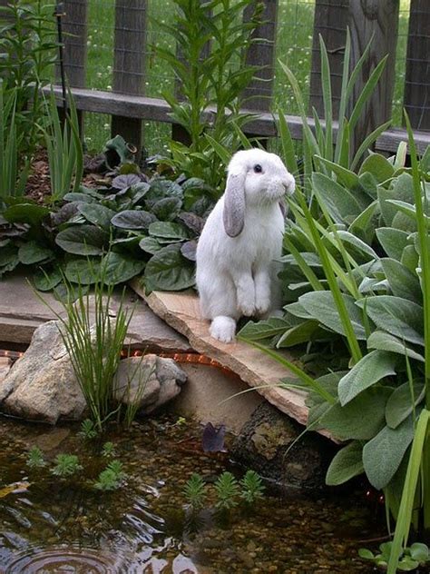 Bun Bun Takes A Moment To Meditate Out In The Garden
