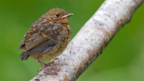 Baby Bird Identification Uk Garden Birds Woodland Trust