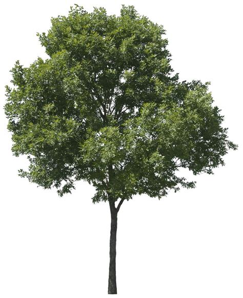 Cutout tree from Tree Collection vol 조경 식물 녹색 식물