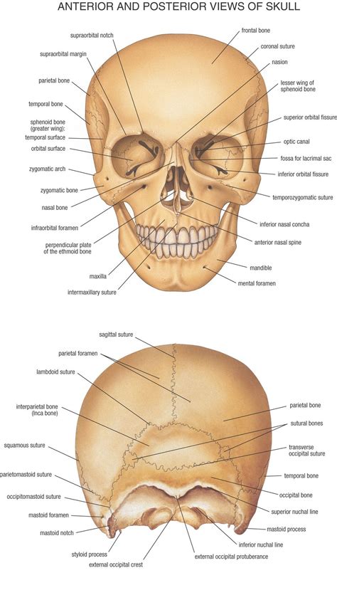 Anterior And Posterior View Of Skull Anatomi Anatomi Og Fysiologi