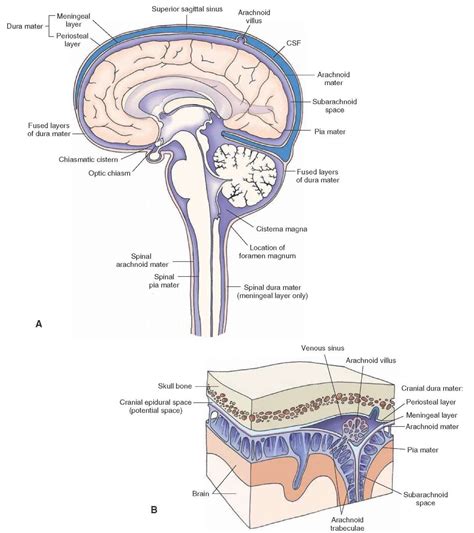 Meninges Of The Brain Diagram