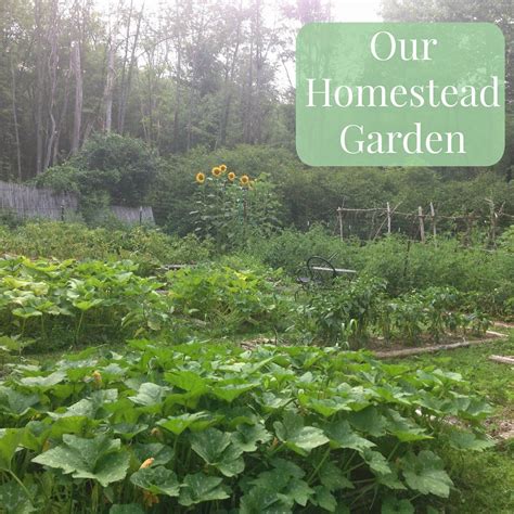 Linn Acres Farm Tour Of Our Homestead Garden Homestead Gardens