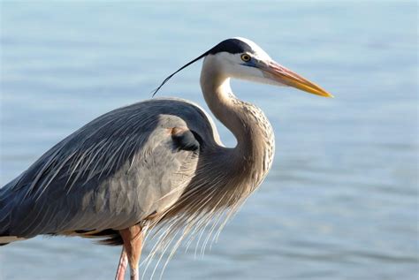 The Great Blue Heron And Your Pond Full Service Aquatics