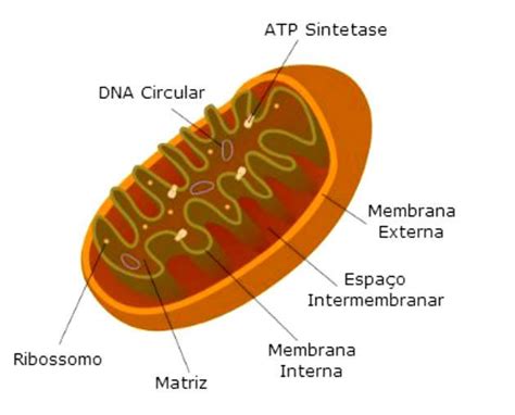 Mitocôndrias Estrutura Função E Importância Celula Eucariotica