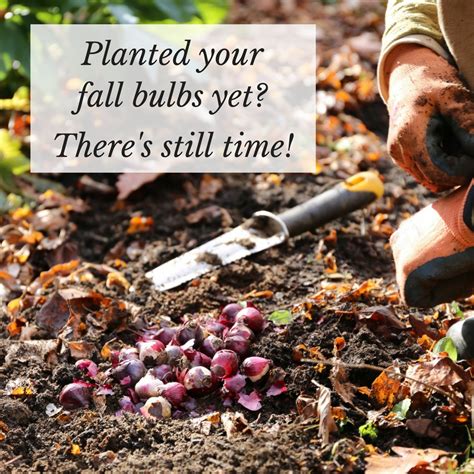Planted Your Fall Bulbs Yet Theres Still Time Longfield Gardens