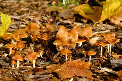 Psilocybe Cyanescens Lukas Large Flickr