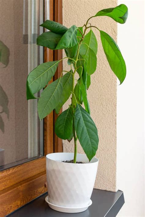 12 Fruit Trees You Can Grow Indoors For An Edible Yield Fruit Trees