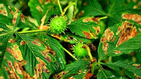 Common Symptoms Of Tree Pests And Diseases Woodland Trust Woodland Trust