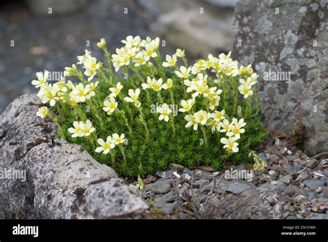 Alpine Yellow Flowers Stock Photo Alamy