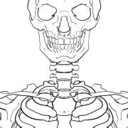 The clavicle, or collarbone, lies horizontally at the root of the neck. Types of Joints | The Skeleton & Bones | Anatomy & Physiology