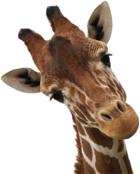 Clipart Giraffe Neck Head Clipart Giraffe Neck Head Transparent Free