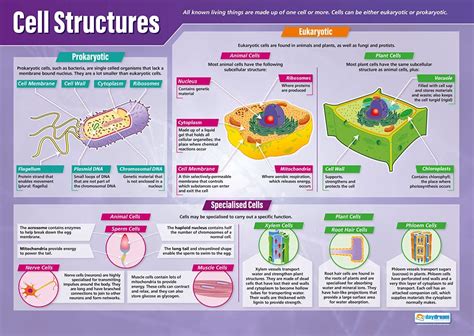 Cell Structures Science Posters Gloss Paper Measuring 850mm X 594mm