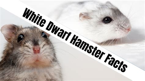 Tiny But Mighty Winter White Dwarf Hamster Facts Naturefaq