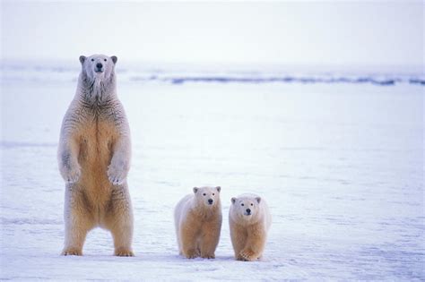 Polar Bear Sow With Cubs Stands To Get Photograph By Steven J