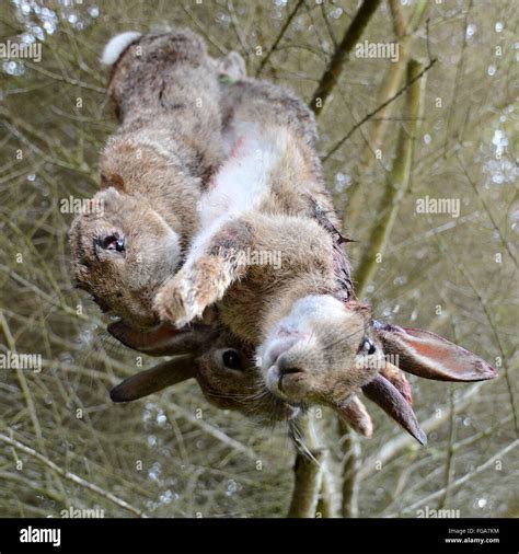 Dead Rabbits Hi Res Stock Photography And Images Alamy