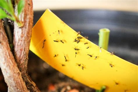 How To Deal With Fungus Gnats On Plants Latest Home And Garden