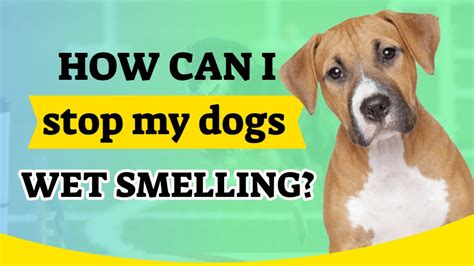 How To Get Rid Of Wet Dog Smell After Bath Updated November 2022