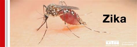 Enfermedad Por El Virus De Zika