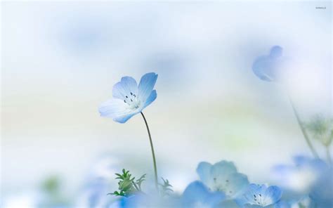 Blue Flower Wallpaper 60 Pictures