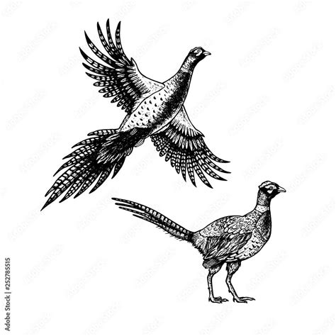 Hand Drawn Pheasant Skethes Of Birds Vector Vintage Illustration