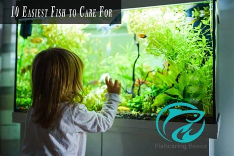 10 Easiest Fish To Care For Revealed Fish Caring Basics