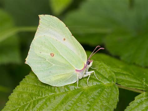 Which White A Photographic Identification Guide To White Butterflies — Kiri