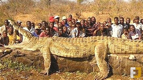 Largest Reptiles Ever Captured By Humans YouTube