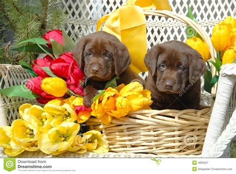 Feb 19, 2021 · as long as the roots don't freeze, however, you can prune the dead parts away and new growth will sprout in spring. 50+ Funny Spring Dog Wallpaper on WallpaperSafari