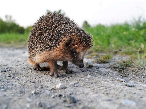 Hedgehog Extinction In 10 Years Time Complete Bs Says Campaigner The Independent