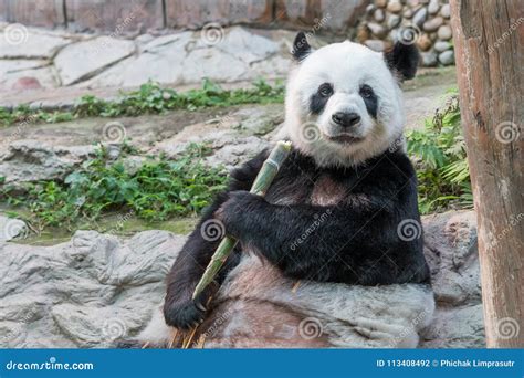 A Female Giant Panda Bear Enjoy Her Breakfast Stock Photo Image Of