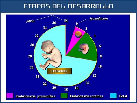 Sos Embriologia Humana Etapas Del Desarrollo Prenatal Hot Sex