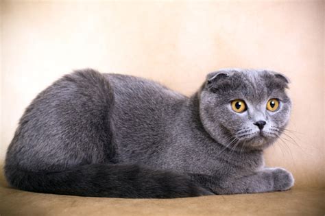 The Painful Life Of A Scottish Fold Cat