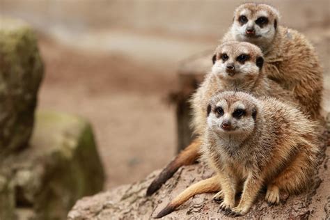 Top 10 Interesting Facts About Meerkats Depth World