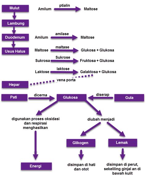 Pencernaan Karbohidrat Protein Dan Lemak Dalam Tubuh