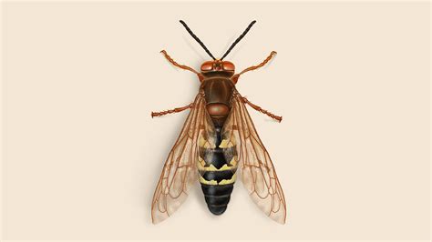 How To Get Rid Of Cicada Killer Wasps Facts And Control Orkin