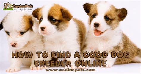 Tips On How To Find A Good Dog Breeder Online Canine Pals