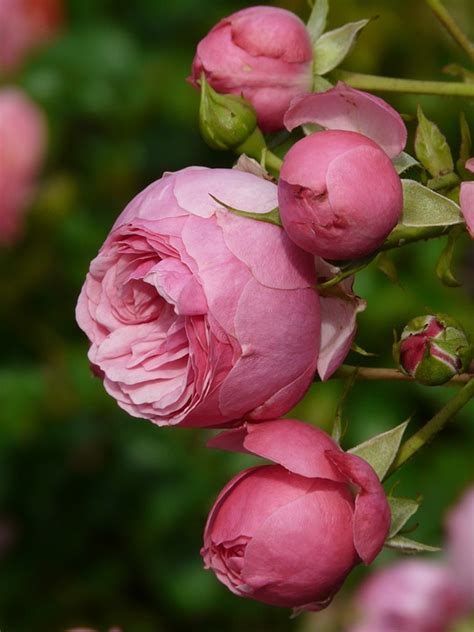 Free Photo Rose Pink Rose Flower Rose Bud Free Image On Pixabay