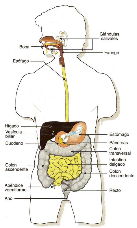 Las Partes Del Sistema Digestivo