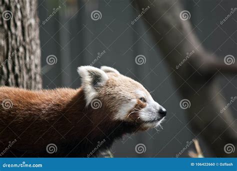 Red Pandas Close Up Stock Photo Image Of Hair View 106422660