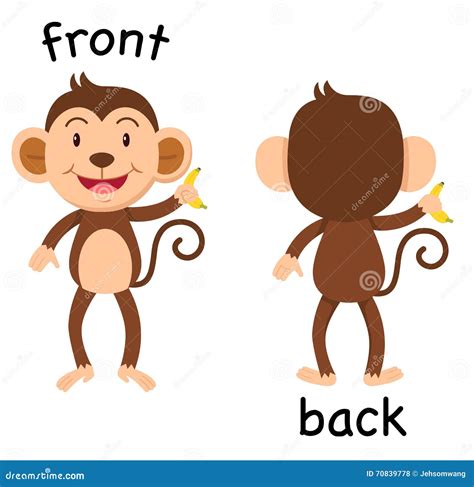 Opposite Words Front And Back Vector Stock Vector Illustration Of