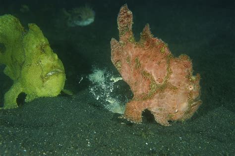 Frogfish Anglerfish Antennariidae Feeding Behavior Of The