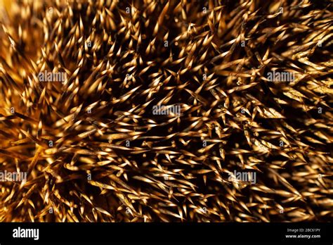 Hedgehog Erinaceus Roumanicus Spikes Background Stock Photo Alamy